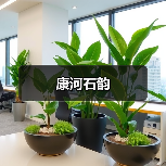康河石韵