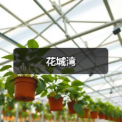 花城湾（图4）