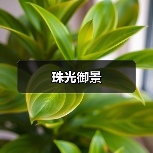 珠光御景（图4）